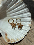 Sea Star Brown